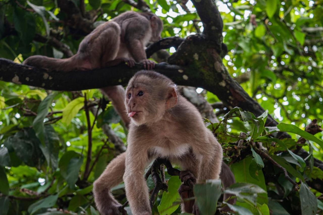 Suchipakari Amazon Eco -Lodge & Jungle Reserve Puerto Misahuallí エクステリア 写真