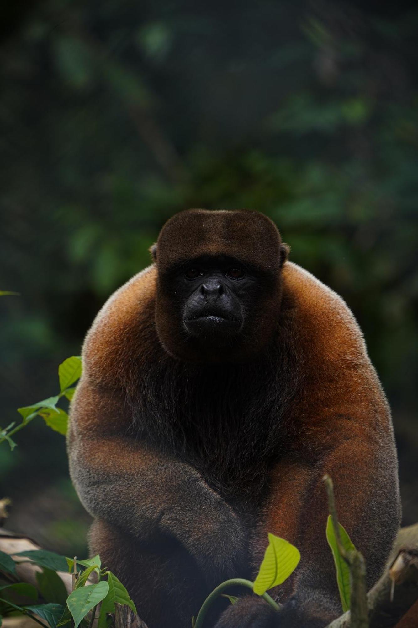 Suchipakari Amazon Eco -Lodge & Jungle Reserve Puerto Misahuallí エクステリア 写真