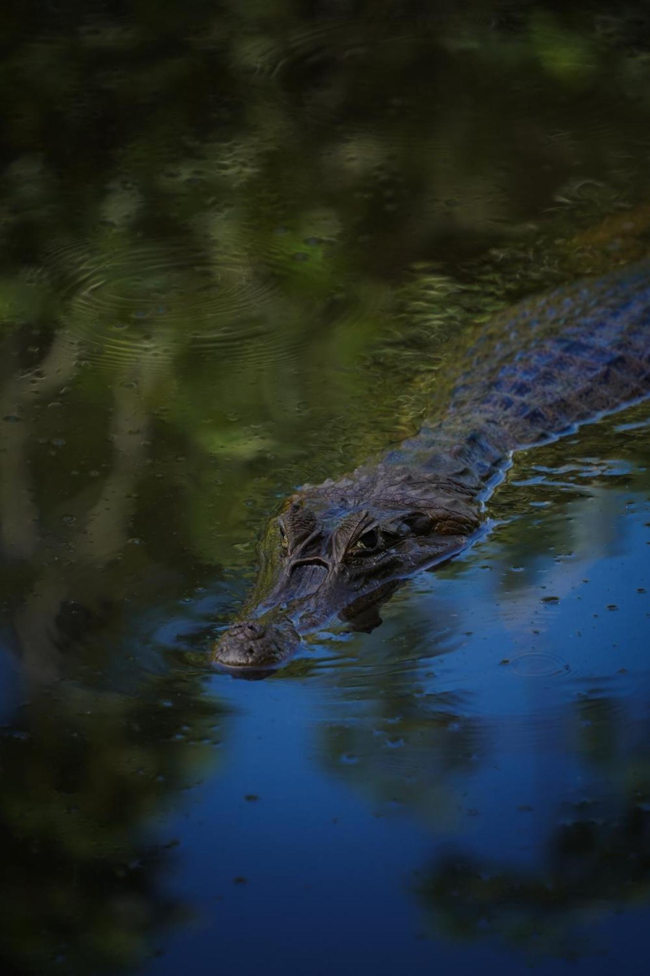 Suchipakari Amazon Eco -Lodge & Jungle Reserve Puerto Misahuallí エクステリア 写真