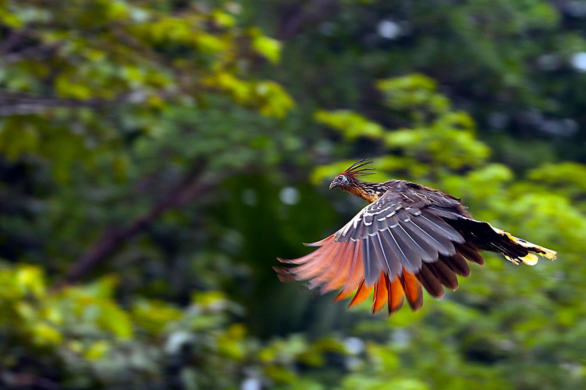 Suchipakari Amazon Eco -Lodge & Jungle Reserve Puerto Misahuallí エクステリア 写真