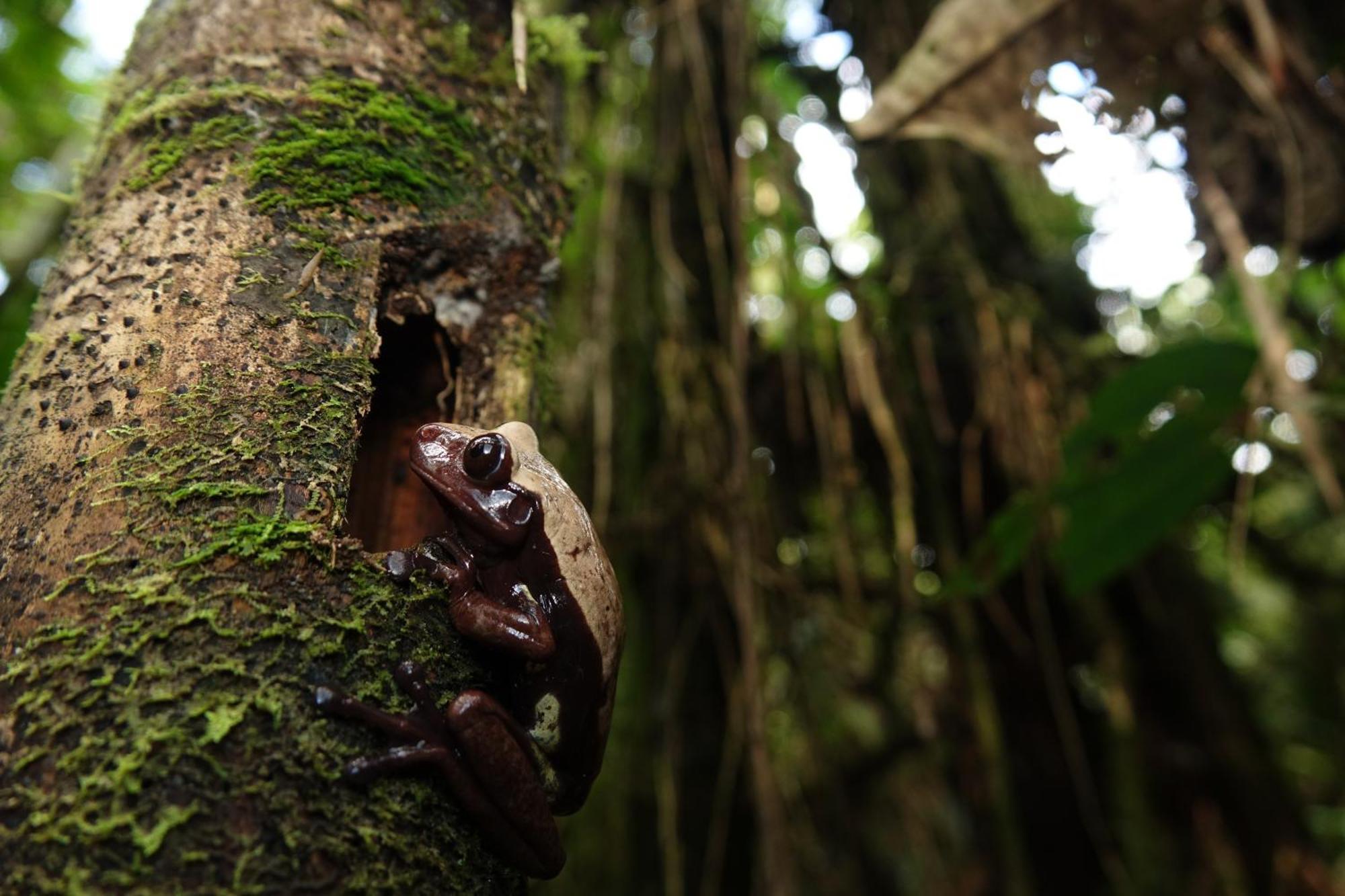 Suchipakari Amazon Eco -Lodge & Jungle Reserve Puerto Misahuallí エクステリア 写真